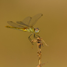 Sympetrum fonscolombii